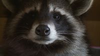 Meet the raccoons