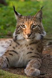 Meet the wildcats at Ark wildlife park
