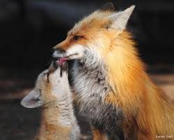 Meet the foxes at Ark wildlife park