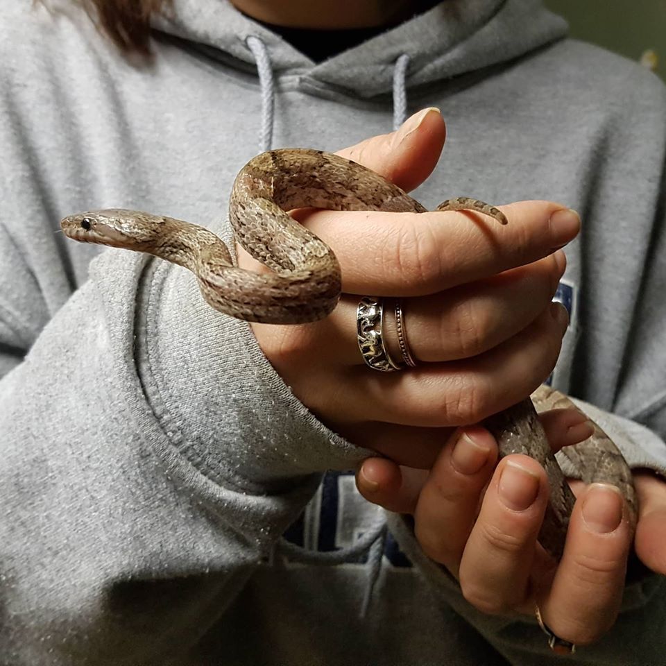 little rescue cornsnake