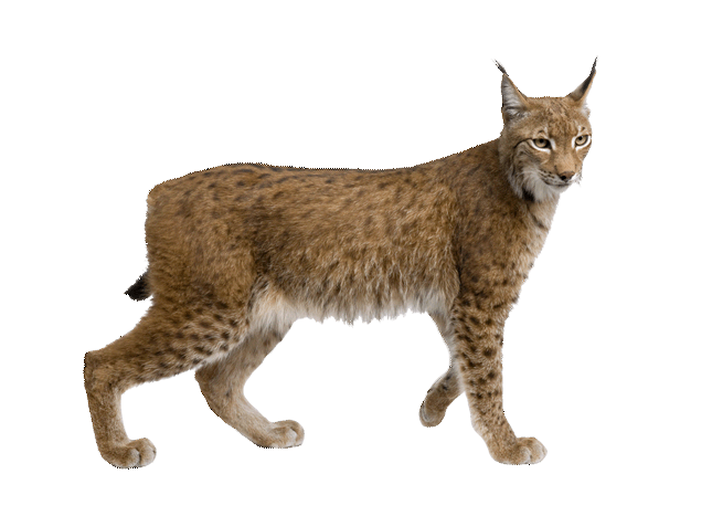 lynx