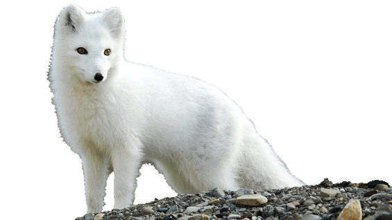 arctic fox