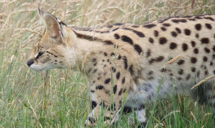 Wild by name, wild by nature, why wildcats don’t make good pets