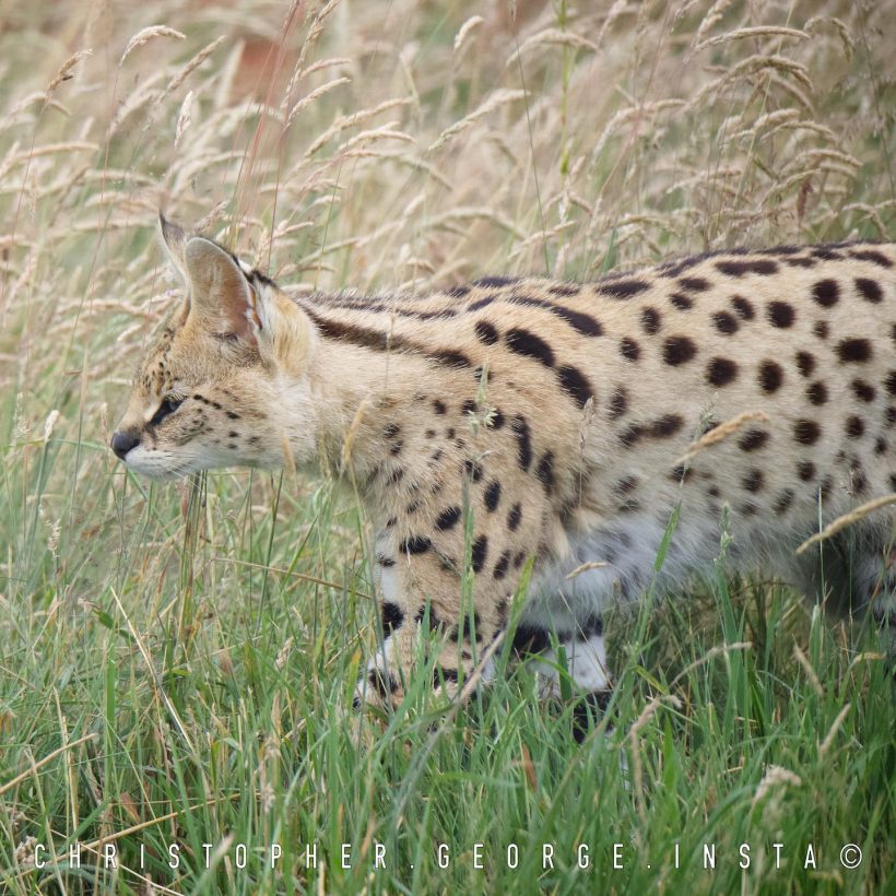 Wild by name, wild by nature, why wildcats don’t make good pets