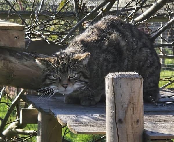 Endangered wildcats take up new home in Lincolnshire