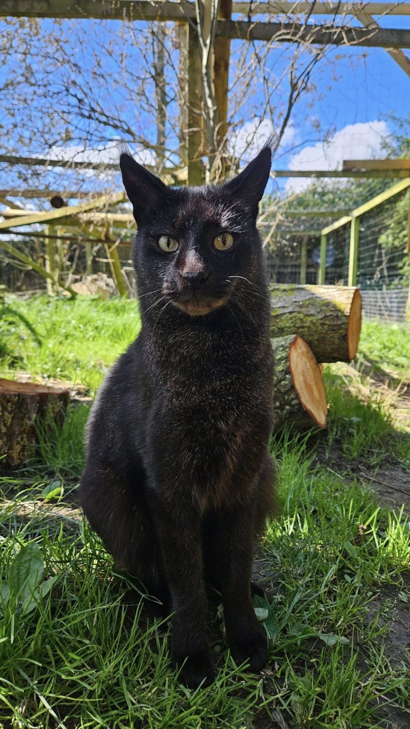 Ark wildlife park steps in to rescue two Jungle cats