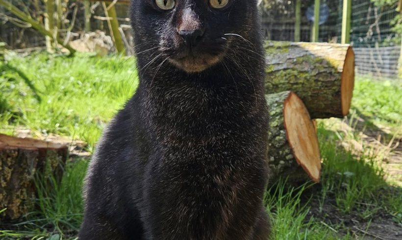 Ark wildlife park steps in to rescue two Jungle cats