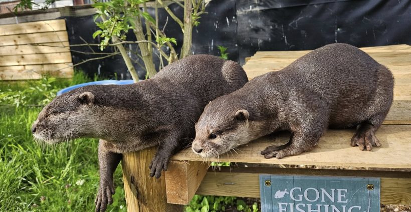 Rescued otters arrive at the Ark