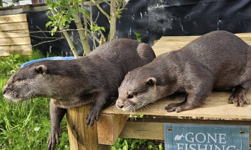 Rescued otters arrive at the Ark