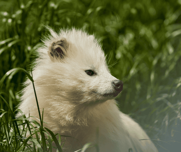 White Tanuki